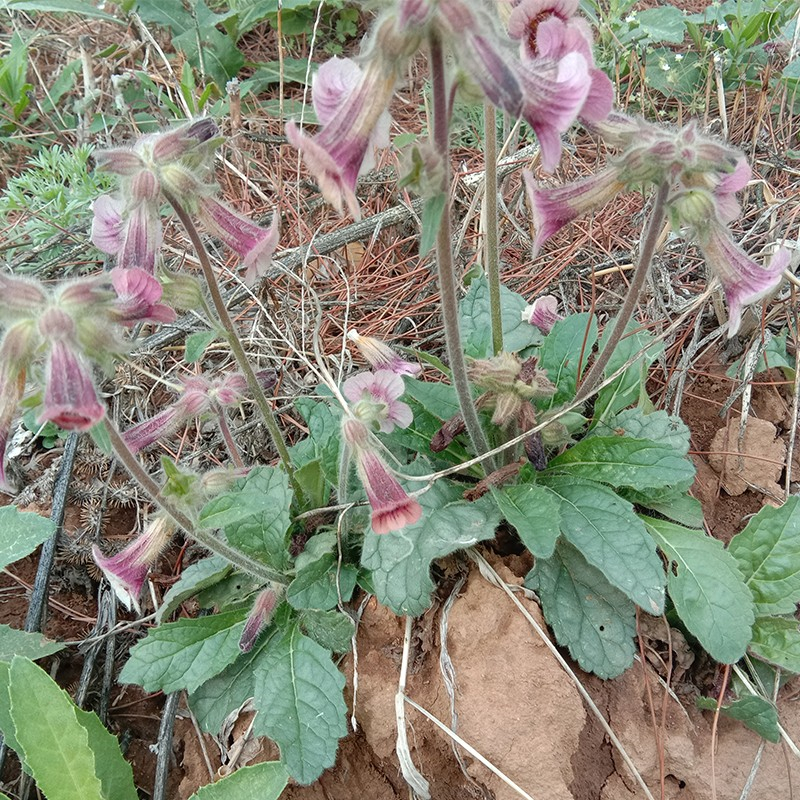 新鲜地黄 地髓 生地黄根 地黄苗整颗带根现挖观赏盆景 中草药包邮