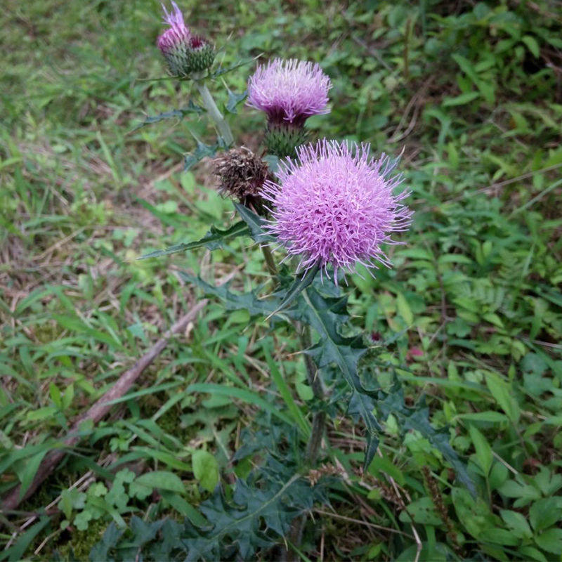 大蓟根大蓟种苗新鲜现挖中药材刺蓟马蓟虎蓟大刺盖恶鸡婆煲汤食用