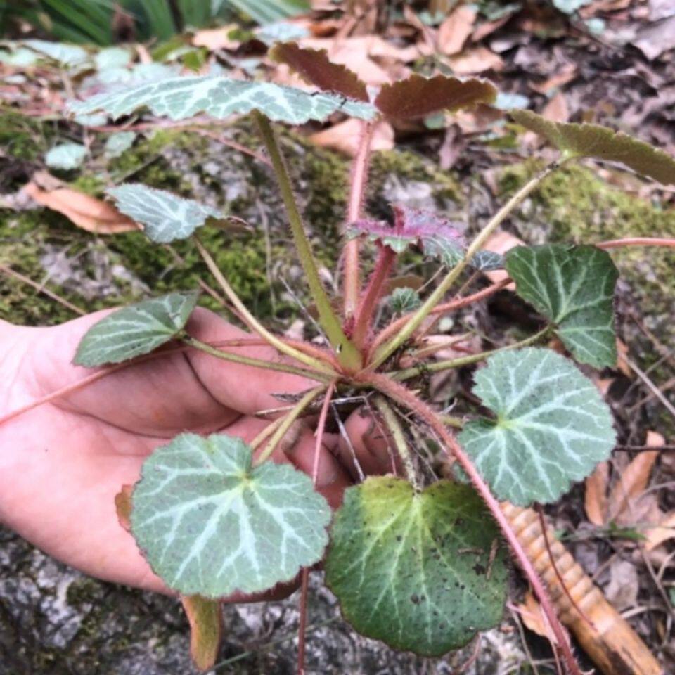 新鲜虎耳草虎儿苗盆栽草药止痒消疹金丝荷叶假山附石盆景攀爬植物