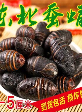 蚕蛹东北特产野生柞蚕蛹活蚕蛹2021大茧蛹500g新鲜大蚕蛹茧蛹包邮