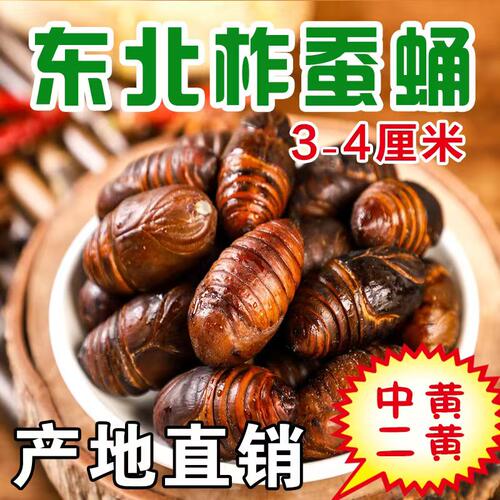 蚕蛹东北茧蛹黄蚕蛹鲜活