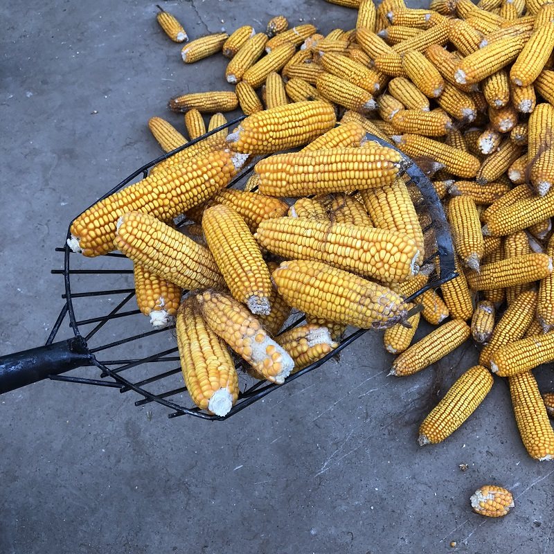 玉米铲子农用大号收玉米锹收苞米棒子叉子东北囤苞米工具焦炭铲子