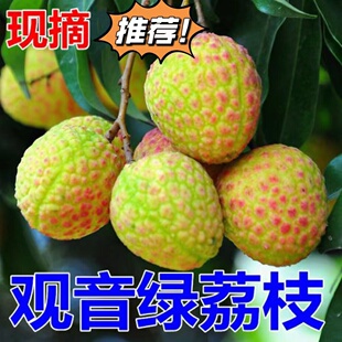 正宗广东观音绿荔枝名贵贡品新鲜水果爽脆紧实鲜甜特级挂绿顺丰
