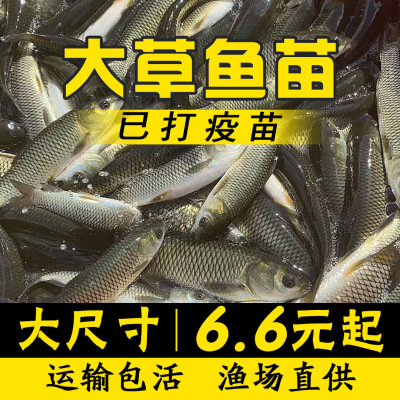 优质大草龙鱼包邮活体饲料