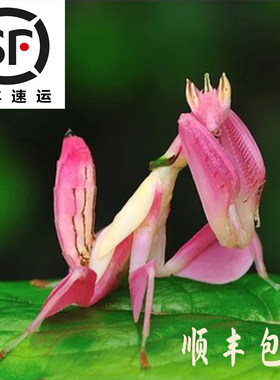 兰花螳螂活体螳螂指尖宠物昆虫小朋友礼物微距摄影办公室萌宠螳螂