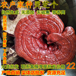 新货灵芝个泡酒煲汤正品新货家种灵芝一斤包邮切片磨粉另灵芝草