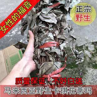 卡琪花蒂玛新货中药材马来西亚正品卡其花250克纯野天然卡其花茶