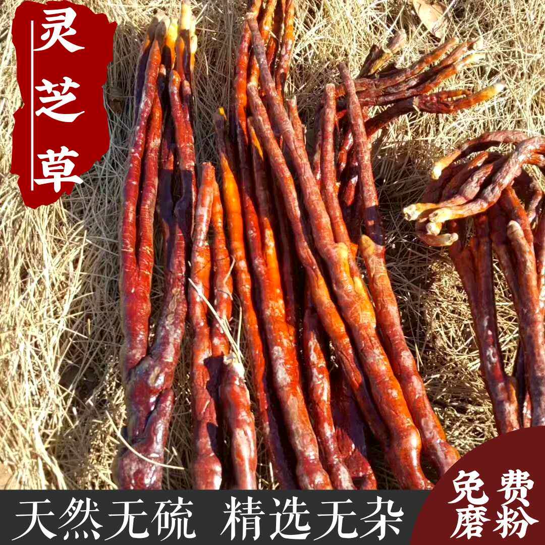 野生长白山切片泡水灵芝草图片