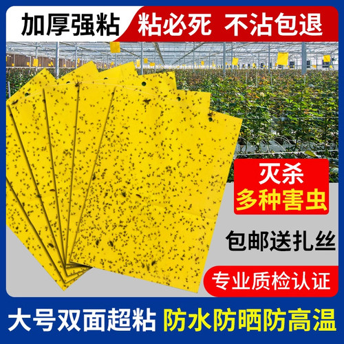 黄板双面粘虫板蓟马纸贴黄蓝飞虫