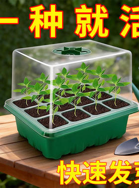 家用带盖育苗盘加高可调节透气保温播种保湿穴盘带孔养护阳台花园