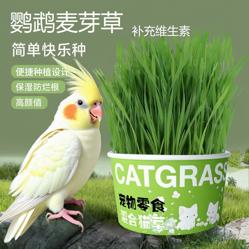 鹦鹉麦芽草粮大麦种子鸟草盒