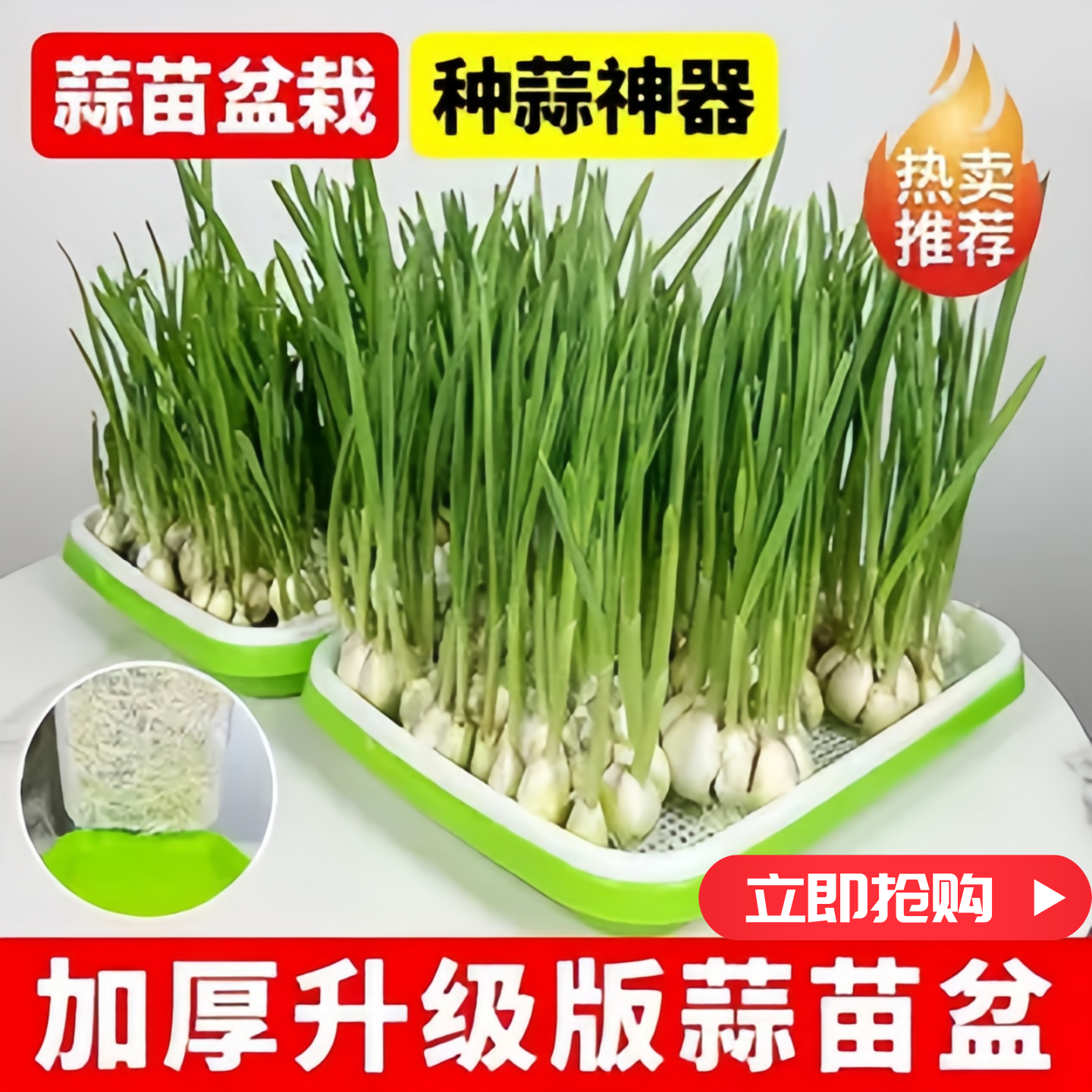 蒜苗盆栽大蒜种植盆种红葱头神器室内家庭阳台种菜盘栽种蒜黄水培