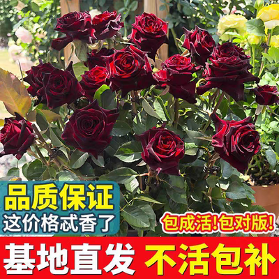 黑巴克月季花玫瑰花树苗老桩盆四季苗月季开花带花苞特大栽花浓香