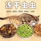蜜袋鼯零食虫子专用粮食面包虫杜比亚大麦虫玉米虫仓鼠花枝鼠零食