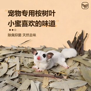 蜜袋鼯桉树叶桉树枝磨牙零食祛味除臭烘干垫料垫材蜜袋鼯用品玩具
