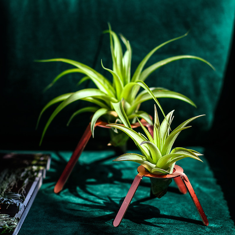 空气凤梨创意含盆无土植物  玫瑰金底座  空凤来仪