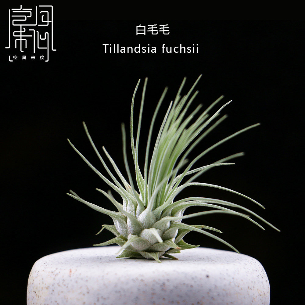 空气凤梨白毛毛室内盆栽客厅盆栽绿植花卉无土植物防辐射空凤来仪