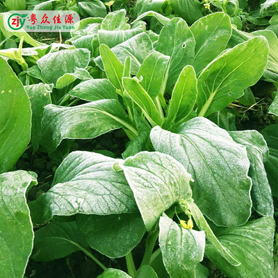 连州迟菜心基地现摘现发嫩甜多汁（仅限广东发货）