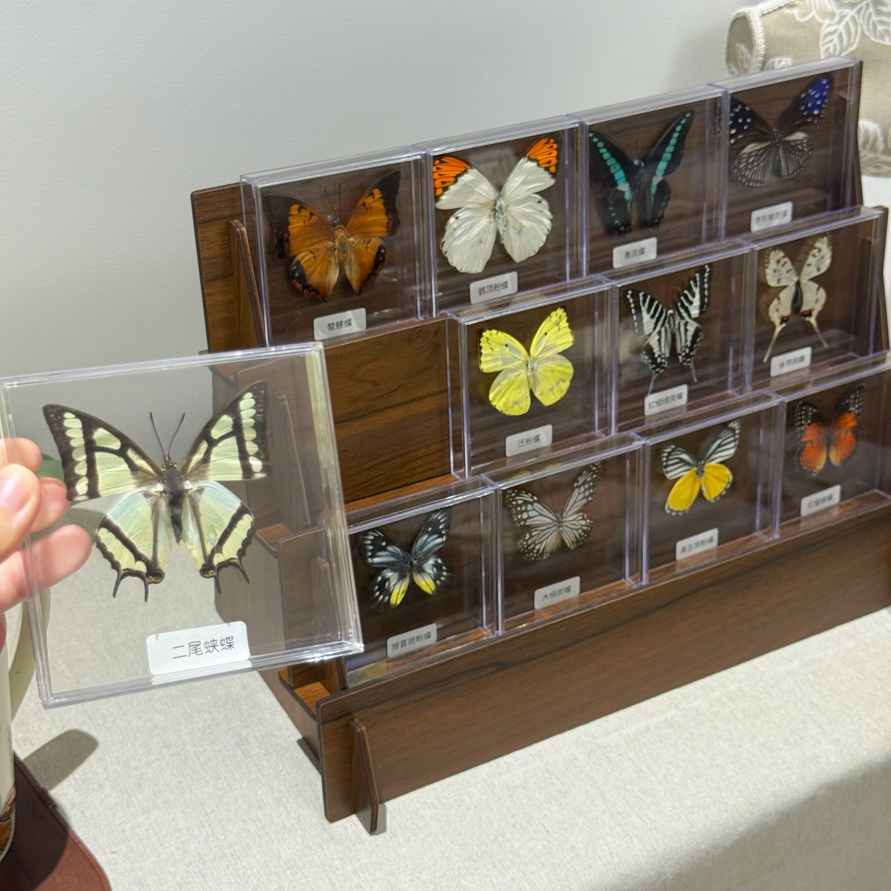 真蝴蝶标本摆台  生日礼物 新居礼物