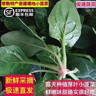 顺丰包邮 常熟特产小菠菜 现摘现发短柄肥叶小菠菜农家自种火锅菜