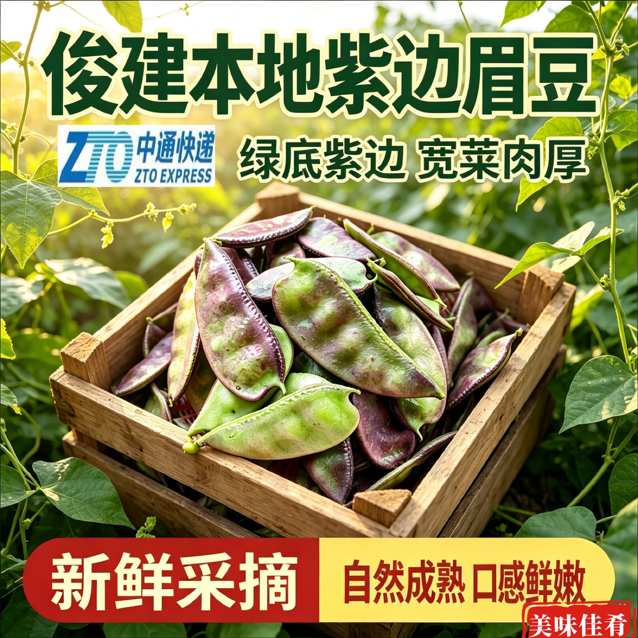 中通快递 董浜紫扁豆 新鲜采摘农家自种扁豆角露天紫边眉豆1斤起