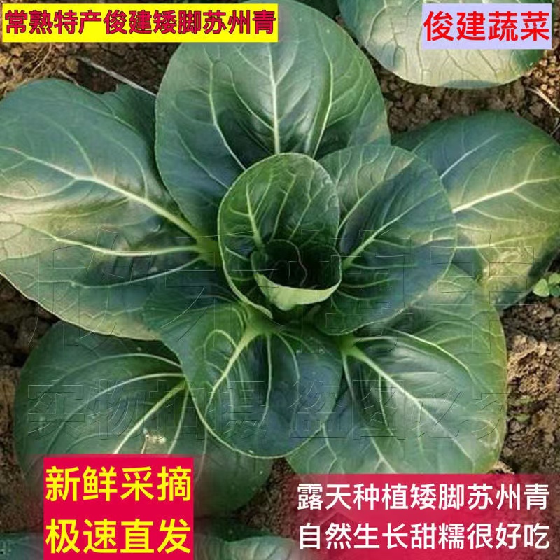 现摘现发 常熟特产矮脚苏州青肥叶太湖菜农家自种火锅菜新鲜蔬菜