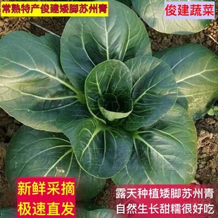 发中通 现摘现发 常熟特产矮脚苏州青肥叶太湖菜农家自种火锅菜鲜