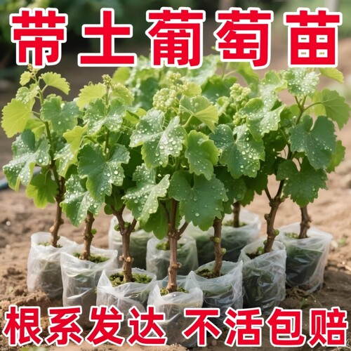 葡萄树苗阳光玫瑰葡萄巨峰葡萄小苗夏杯苗带土盆栽南北方种植