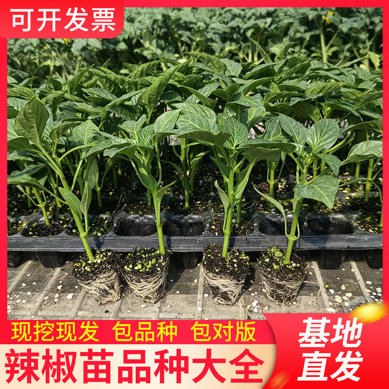 蔬菜苗辣椒苗秧苗小番茄苗秧