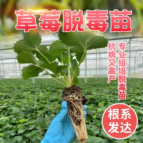 草莓苗盆栽穴盘苗带土白草莓草莓玄玉真红粉玉白露香野冰糖心辉煌