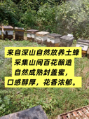 深山土蜂蜜纯正天然农家自产百花蜜正宗野生土蜂糖500g 包邮