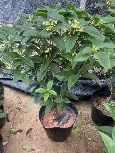 四季桂花盆栽带花苞室内客厅绿植花卉耐寒植物四季开花好养活