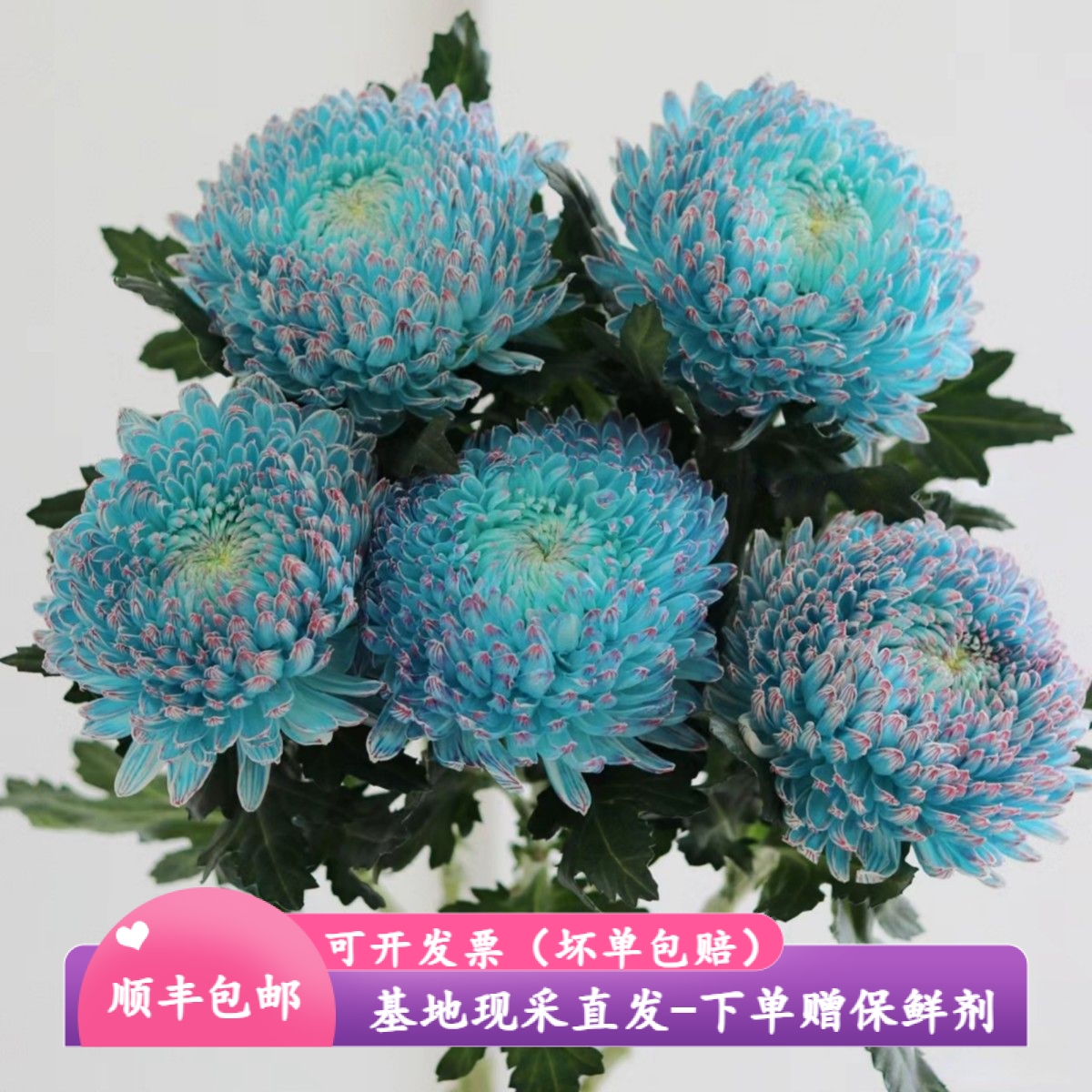 超大超长花期牡丹菊两件95折