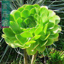 百朵萌多肉植物黑法师系列艳姿法师老桩多头艳姿老桩一物一拍多肉