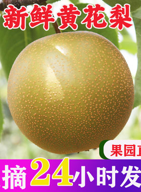 黄花梨水果梨子新鲜沙梨当季现摘