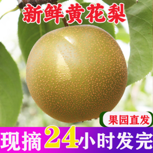 黄花梨新鲜水果梨子当季沙梨整箱时令水果脆甜大果产地现摘现发
