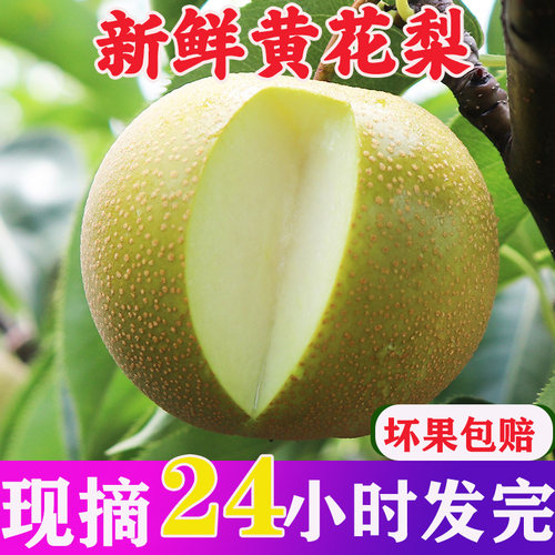 梨子新鲜黄花梨水果现摘黄皮沙梨脆甜多汁当季整箱包邮产地直发