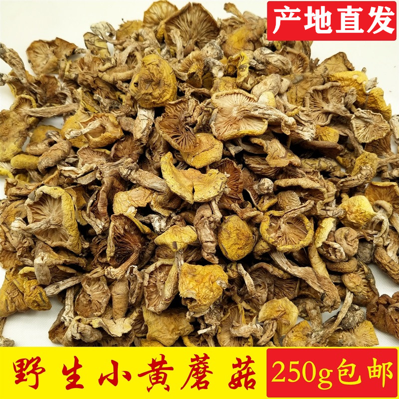 东北野生小黄蘑干货黄油蘑小鸡炖蘑菇野生蘑菇新货250包邮