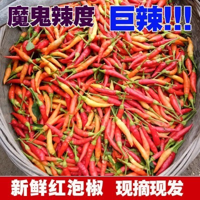 新鲜超辣小米辣野山椒魔鬼辣红黄泡椒剁椒朝天椒特辣指天椒3/5/斤
