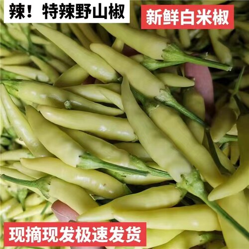 新鲜野山椒魔鬼辣泡椒5斤装特辣小米辣白米椒剁椒朝天椒现摘现发