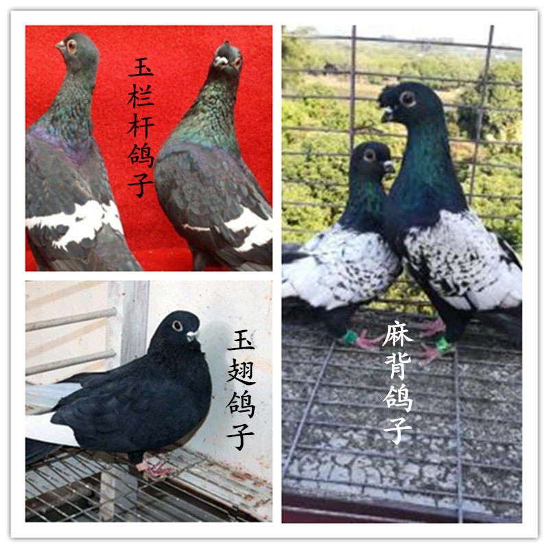 【观赏鸽】,玉翅,金栏杆,麻背,观赏鸽子活体种鸽一对包邮包活