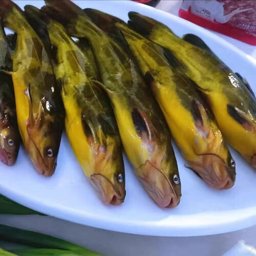 东北嘎牙子鱼冷冻东北天然淡水鱼鱼鲜活速冻新鲜食用昂刺鱼食用