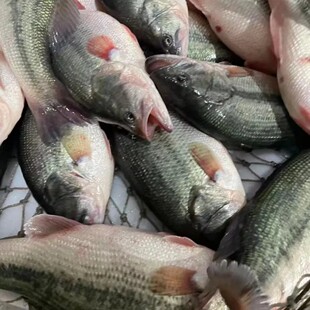 黑龙江淡水江鲈鱼冷水鱼活鱼速冻发货