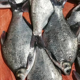 边花鱼黑龙江松花江冷水鱼