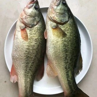 黑龙江淡水江鲈鱼冷水鱼活鱼速冻发货