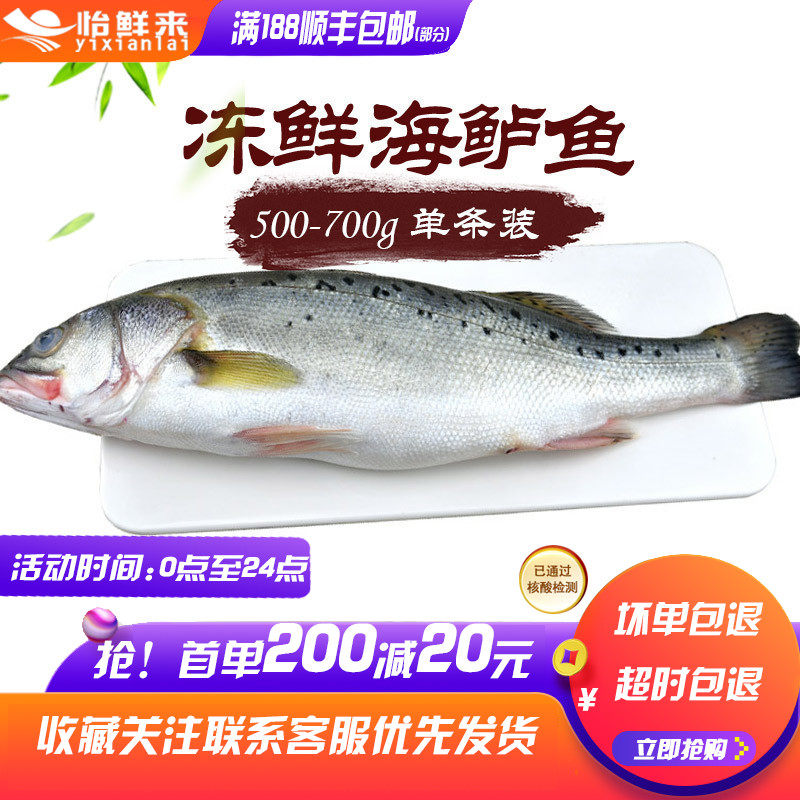 大连新鲜冷冻海鲈鱼 500-700g 现捕活冻大鲈鱼 清蒸味美