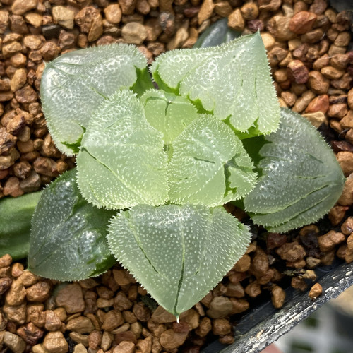 新品全窗冰玉鸾寿十二卷多肉植物万象玉露一物一拍瓦苇haworthia
