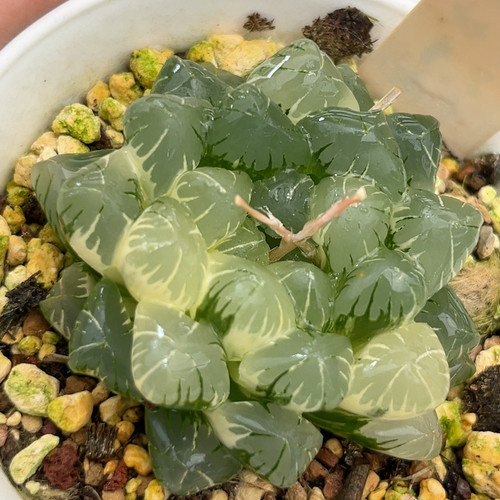 58广濑玉露锦