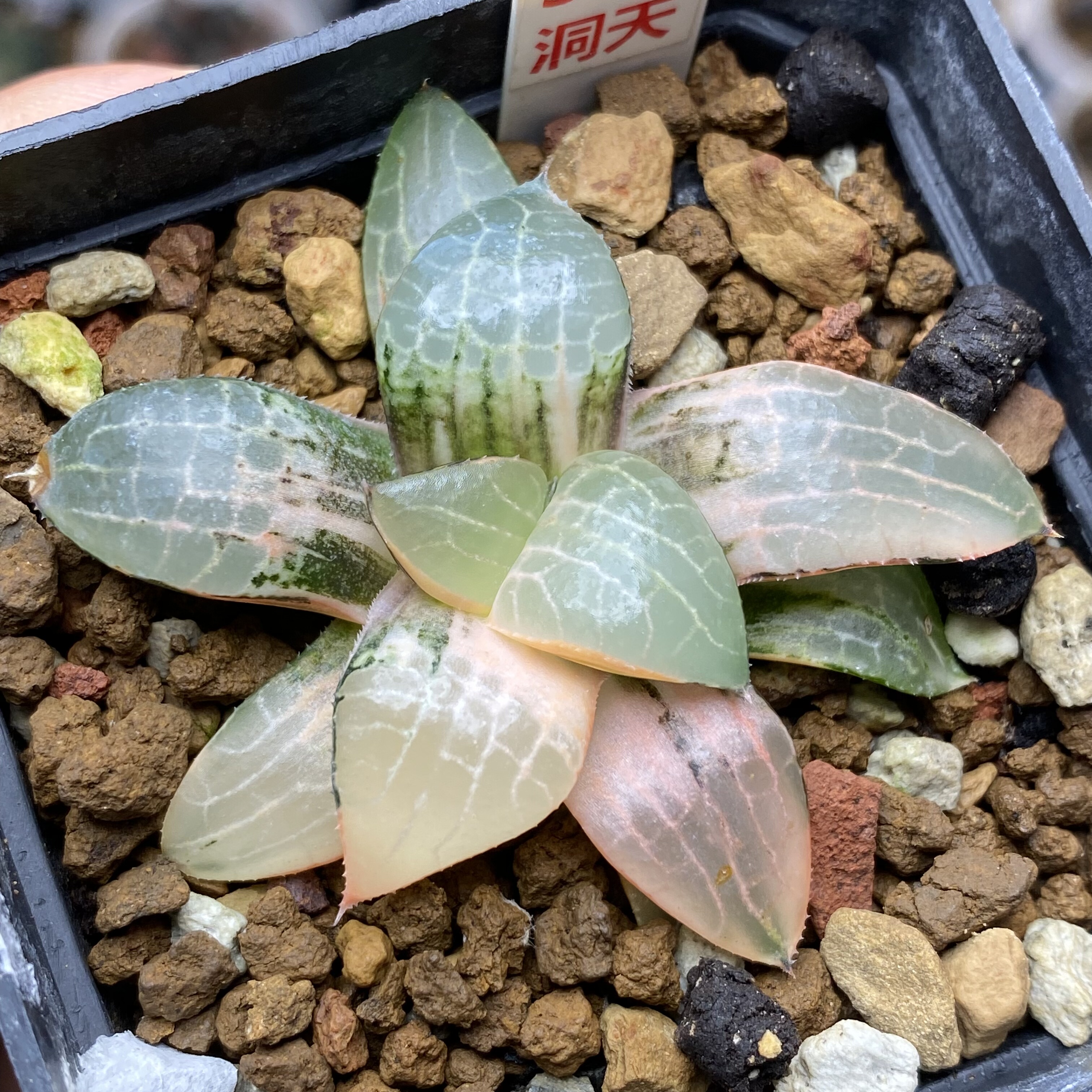 新品玻璃康平锦瓦苇十二卷多肉植物一物一拍粉玻璃康平haworthia