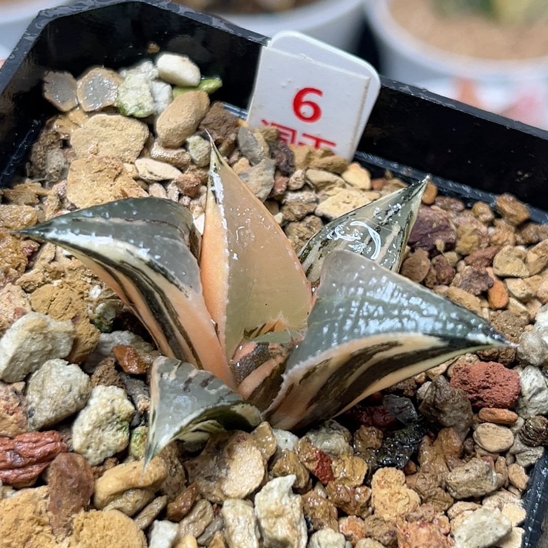 6白凤锦,鲜花速递/花卉仿真/绿植园艺,多肉植物,淘宝优惠券,粉丝福利购,淘宝优惠卷